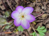 /album/rarity-a-novinky-2026-predjari/hepatica-x-euroasiatica-prof-friedrich-hildebrand-jpg/